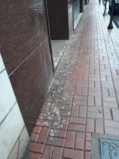 Vallecrosia: escrementi di piccione sui marciapiedi in centro, Perri (Fdi): "Chiediamo un intervento immediato"