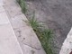 Sanremo: erbacce ai lati della strada in via Vesco, la segnalazione con foto di un cittadino Sanremo: erbacce ai lati della strada in via Vesco, la segnalazione con foto di un cittadino