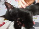 Sanremo: la bellissima gattina Eva è stata adottata