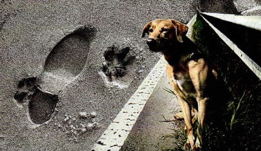 Sanremo: sabato 14, la 'Passeggiata a 4 Zampe’ e un banchetto informativo dell'Enpa