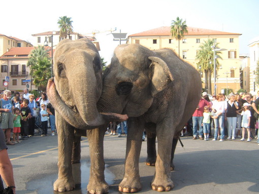 Festival Grock 2009: elefanti in piazza De Amicis. Ora non potrà più accadere