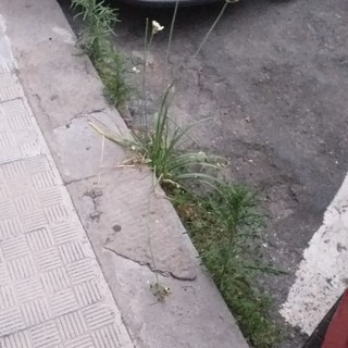 Sanremo: erbacce ai lati della strada in via Vesco, la segnalazione con foto di un cittadino Sanremo: erbacce ai lati della strada in via Vesco, la segnalazione con foto di un cittadino