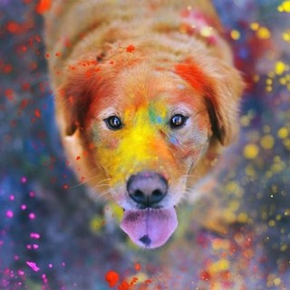 "Coloriamo la vita all'amico dell'uomo": al salone dei Parrucchieri Gori l'ultima settimana per la raccolta fondi destinata all'E.N.P.A.