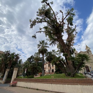 Arma di Taggia: domani saranno abbattuti due eucalyptus a rischio crollo, Longobardi "Non c'era possibilità di recupero"