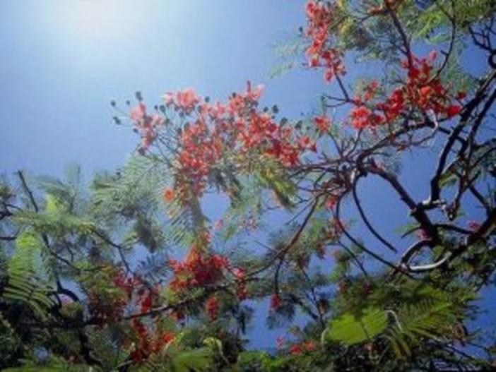 Con l'equinozio, oggi inizia ufficialmente la Primavera: settimana di bel tempo Con l'equinozio, oggi inizia ufficialmente la Primavera: settimana di bel tempo