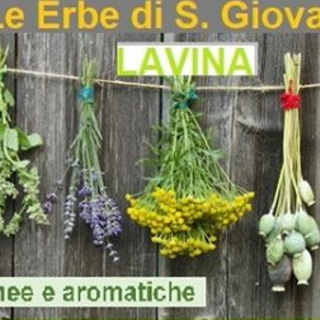 Rezzo: oggi la guida alla scoperta delle erbe spontanee e aromatiche di Lavina