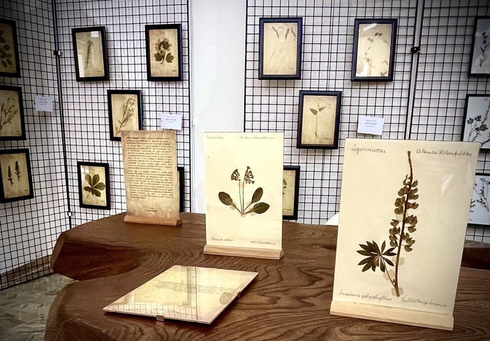 L'erbario di Marco Damele: un viaggio tra storia, tradizione e botanica a Ormea