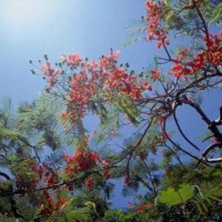 Con l'equinozio, oggi inizia ufficialmente la Primavera: settimana di bel tempo