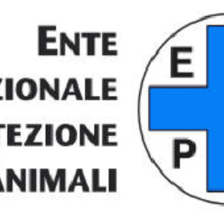 Sanremo: domenica la Festa di fine estate per gli amici a “quattro zampe” presso la spiaggia La Terrazza