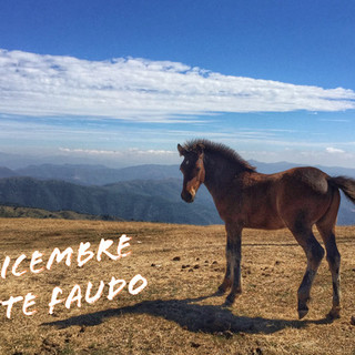 Nel giorno di Santo Stefano una escursione sul Monte Faudo con Ponente Experience Nel giorno di Santo Stefano una escursione sul Monte Faudo con Ponente Experience
