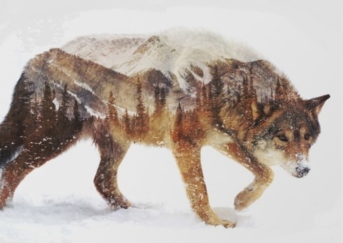 Triora: sabato prossimo, tappa del Luparo Tour 2016 con proiezione dal titolo'L’arte di fotografare un Lupo'