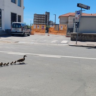 Vallecrosia al Mare, famiglia di anatre a spasso in centro (Foto e video)