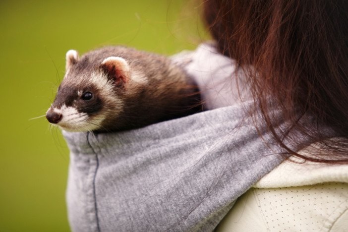 Passaporto per cani, gatti e furetti: in Liguria anche i veterinari abilitati al rilascio dal 28 luglio Passaporto per cani, gatti e furetti: in Liguria anche i veterinari abilitati al rilascio dal 28 luglio