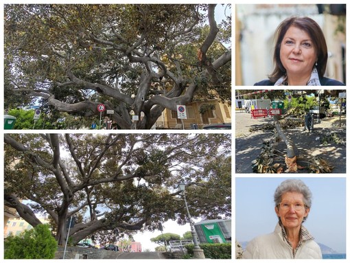Ficus secolare danneggiato, Obiettivo Bordighera: "Pronto un piano per salvaguardalo e valorizzarlo" (Foto e video) Ficus secolare danneggiato, Obiettivo Bordighera: "Pronto un piano per salvaguardalo e valorizzarlo" (Foto e video)