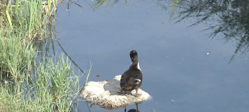 Imperia, il torrente Caramagna una fogna a cielo aperto: scatta la mobilitazione politica (video) Imperia, il torrente Caramagna una fogna a cielo aperto: scatta la mobilitazione politica (video)