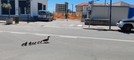 Vallecrosia al Mare, famiglia di anatre a spasso in centro (Foto e video)