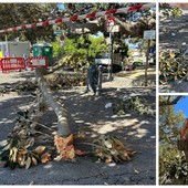 Bordighera, ramo di ficus si spezza e precipita nel piazzale Otto Luoghi (Foto)