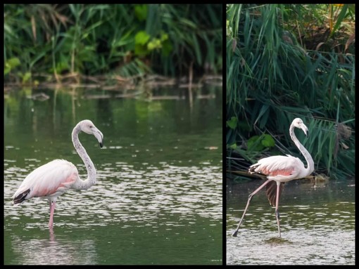 Foto di Fabio Caminiti Foto di Fabio Caminiti