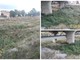Il torrente Impero? Una foresta in mezzo alla città (foto) Il torrente Impero? Una foresta in mezzo alla città (foto)