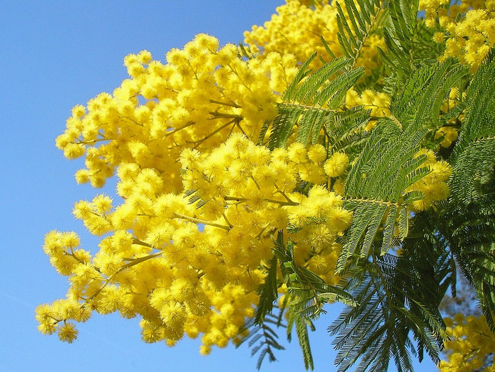 Martedì prossimo è la festa della donna: produzione di mimosa crollata del 40 per cento Martedì prossimo è la festa della donna: produzione di mimosa crollata del 40 per cento