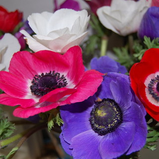 Bordighera: i vincitori degli "Oscar della Floricoltura" a Floramondadori, premiata anche Scuola Villa Filomena