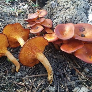 Autunno e funghi: l’ASL1 avverte: "Attenzione alle intossicazioni" Autunno e funghi: l’ASL1 avverte: "Attenzione alle intossicazioni"