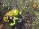 Ritrovato dal vigile del fuoco imperiese Denis Bianchi il fungaiolo disperso nei boschi di Arenzano Ritrovato dal vigile del fuoco imperiese Denis Bianchi il fungaiolo disperso nei boschi di Arenzano