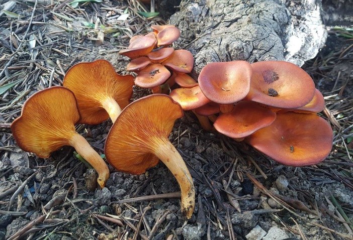 Autunno e funghi: l’ASL1 avverte: "Attenzione alle intossicazioni" Autunno e funghi: l’ASL1 avverte: "Attenzione alle intossicazioni"