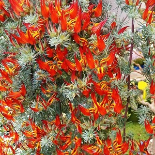 Indagine Istat: con il traino di fiori e piante ornamentali +6,9% di superficie agricola utilizzata a Imperia in 10 anni Indagine Istat: con il traino di fiori e piante ornamentali +6,9% di superficie agricola utilizzata a Imperia in 10 anni