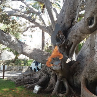 Bordighera: il Comune attende la relazione dell’agronomo per intervenire sul Ficus macrophilla monumentale a pochi passi da Palazzo Garnier Bordighera: il Comune attende la relazione dell’agronomo per intervenire sul Ficus macrophilla monumentale a pochi passi da Palazzo Garnier