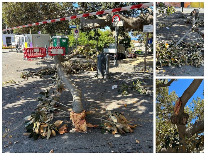 Bordighera, ramo di ficus si spezza e precipita nel piazzale Otto Luoghi (Foto) Bordighera, ramo di ficus si spezza e precipita nel piazzale Otto Luoghi (Foto)