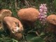 Sono stati trovati e stanno bene i due fungaioli dispersi nella zona di Gouta: sul posto hanno operato Vigili del Fuoco e Forestale