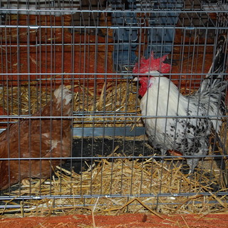 San Bartolomeo al Mare: il Canto del Gallo annuncia l'inizio della Candelora. Oltre 30 animali iscritti