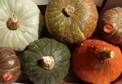 Diano Marina: due serate speciali con la Zucca di Piozzo e il Porro di Cervere Diano Marina: due serate speciali con la Zucca di Piozzo e il Porro di Cervere