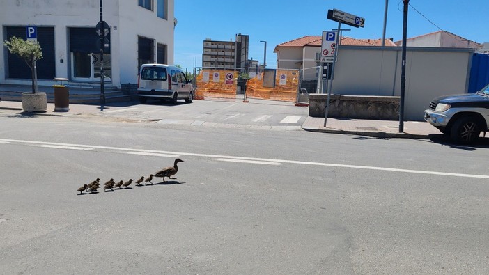 Vallecrosia al Mare, famiglia di anatre a spasso in centro (Foto e video)