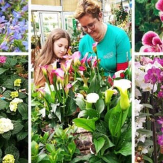 Sboccia la primavera alla Floricoltura Vivai Michelini di Borghetto S. Spirito: un mondo di fiori, piante e colori (Foto)