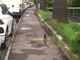 Due fagiani a spasso per Imperia, la consigliera Maria Nella Ponte "Il M5S chiede un centro di recupero fauna selvatica" (foto e video) Due fagiani a spasso per Imperia, la consigliera Maria Nella Ponte "Il M5S chiede un centro di recupero fauna selvatica" (foto e video)