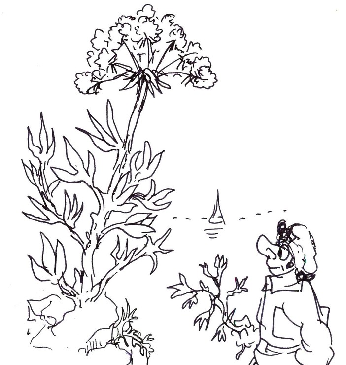 disegno di Libereso tratto dal libro "Cucinare il giardino" Edizioni Zem