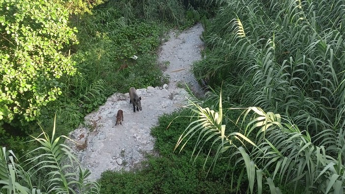 Cinghiali a spasso, avvistata una famiglia a Ventimiglia (Foto) Cinghiali a spasso, avvistata una famiglia a Ventimiglia (Foto)