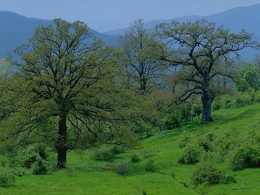 Giornata delle Foreste, Coldiretti rilancia: “Piantare 20 milioni di alberi per rigenerare i boschi e creare lavoro”