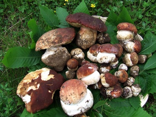 Scatta la stagione favorevole per la raccolta dei funghi: come farsi aiutare dagli esperti micologi dell'Asl
