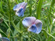 Rocchetta di Cengio (SV) il  9 giugno festa del Moco in fiore e della biodiversità