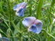Rocchetta di Cengio (SV) il 9 giugno festa del Moco in fiore e della biodiversità Rocchetta di Cengio (SV) il 9 giugno festa del Moco in fiore e della biodiversità