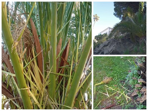 Parmureli, furti a Bordighera: ignoti rubano foglie di palma (Foto)