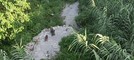 Cinghiali a spasso, avvistata una famiglia a Ventimiglia (Foto)