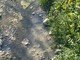 Imperia: cittadini segnalano riversamento fognario nel torrente Caramagna, Bracco "Situazione precaria e miasmi" Imperia: cittadini segnalano riversamento fognario nel torrente Caramagna, Bracco "Situazione precaria e miasmi"