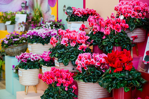 La Regione Liguria sempre più ‘Regina dei fiori’ d’Italia: tutto pronto per la decima edizione di Myplant a Rho