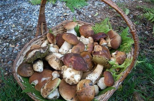 Funghi: come raccoglierli, controllarli, consumarli. Orari e sedi dei micologi della Asl n° 1 Imperiese
