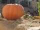 Vallecrosia: le più belle foto della 'Festa della Zucca 2012' di quest'oggi