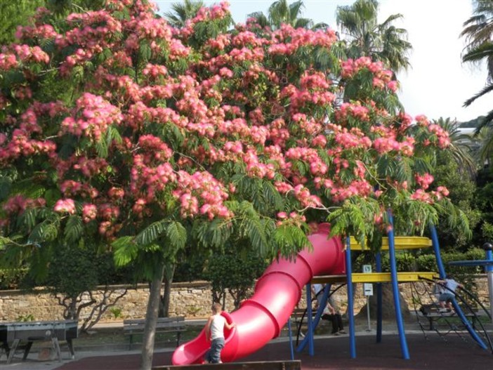 Sanremo: ai giardini Salvo d'Acquisto al Sud-Est, i giovani alberi crescono... Sanremo: ai giardini Salvo d'Acquisto al Sud-Est, i giovani alberi crescono...